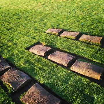 تركيب العشب (الثيل) الطبيعي 143478