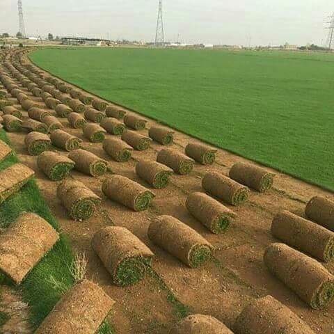 تركيب العشب (الثيل) الطبيعي fb img 1530469625735