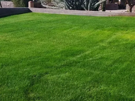 تركيب العشب (الثيل) الطبيعي rye grass