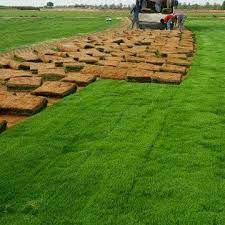 تركيب العشب (الثيل) الطبيعي images